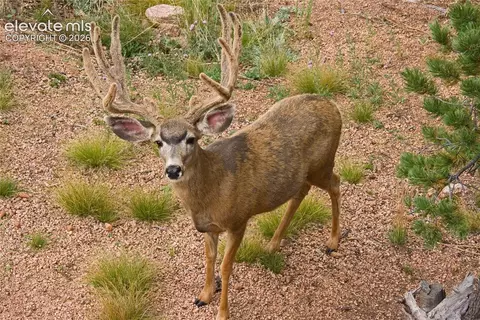 131 Paradiso Rd, Divide, CO 80814 photo 42