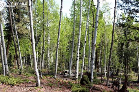 133 Haven Rd, Divide, CO 80814 photo 7