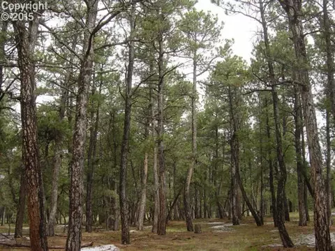 12025 Dawson Rd, Elbert, CO 80106 photo 3