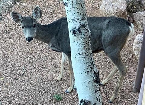 527 Paradiso Rd, Divide, CO 80814 photo 35