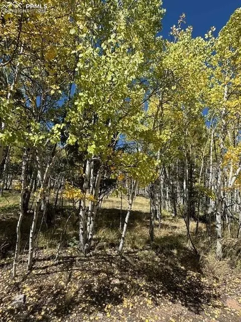 135 Powderhorn Ln, Lake George, CO 80827