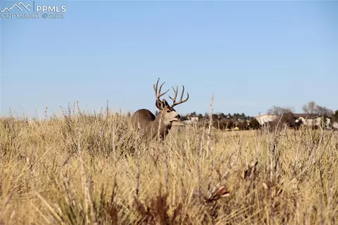 2907 S Solberg Ct, Peyton, CO 80831 photo 4