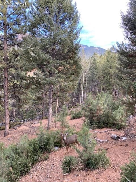 93 Rainbow Ct, Divide, CO 80814 photo 16