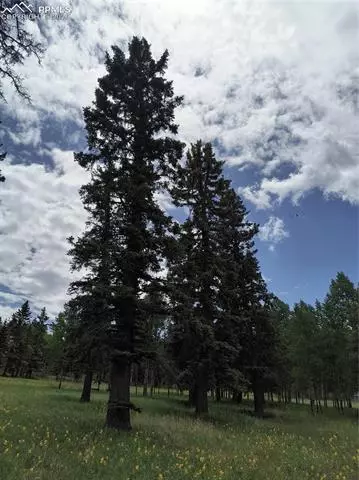 Will Scarlet Drive, Divide, CO 80814 photo 14