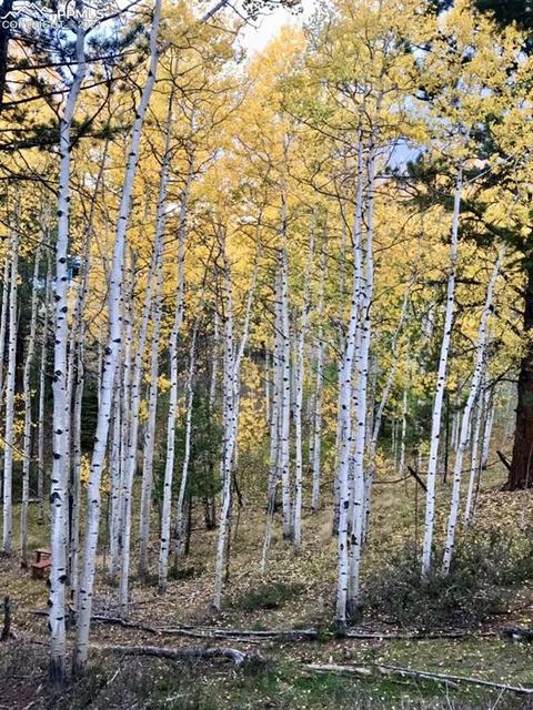 219 Alpine View Rd, Divide, CO 80814 photo 5