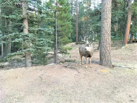 3106 Cedar Mountain Rd, Divide, CO 80814 photo 1