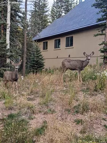 403 Silvermoon Hts, Divide, CO 80814 photo 28