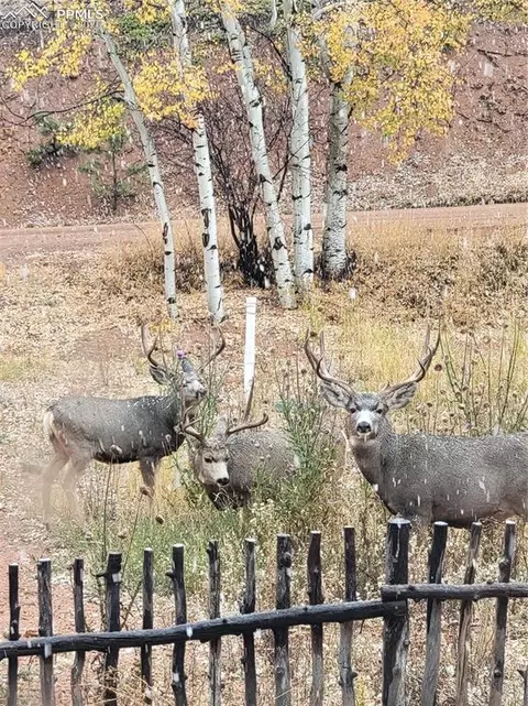 Exterior - 325 Willow Rd, Divide, CO 80814 photo 3 of 6
