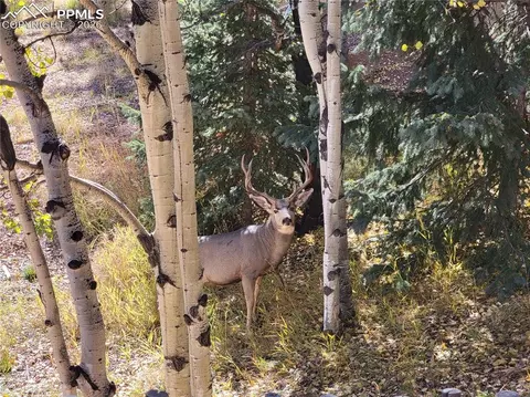 Other - 325 Willow Rd, Divide, CO 80814 photo 8 of 18