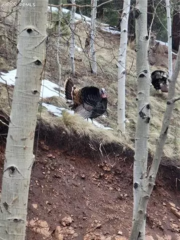 325 Willow Rd, Divide, CO 80814 photo 31