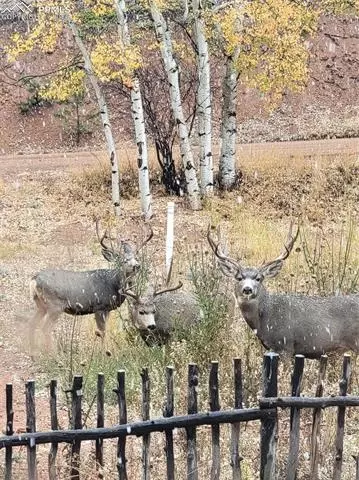 325 Willow Rd, Divide, CO 80814 photo 29