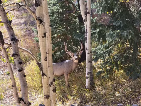 325 Willow Rd, Divide, CO 80814 photo 30