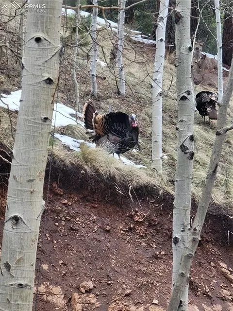 325 Willow Rd, Divide, CO 80814 photo 31