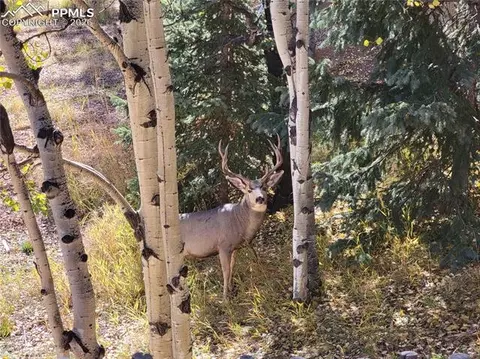 325 Willow Rd, Divide, CO 80814 photo 30