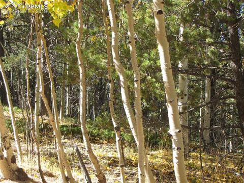 741 Timber Ridge Rd, Divide, CO 80814 photo 4