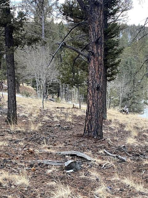 63 Dillon Lake Cir, Divide, CO 80814 photo 4