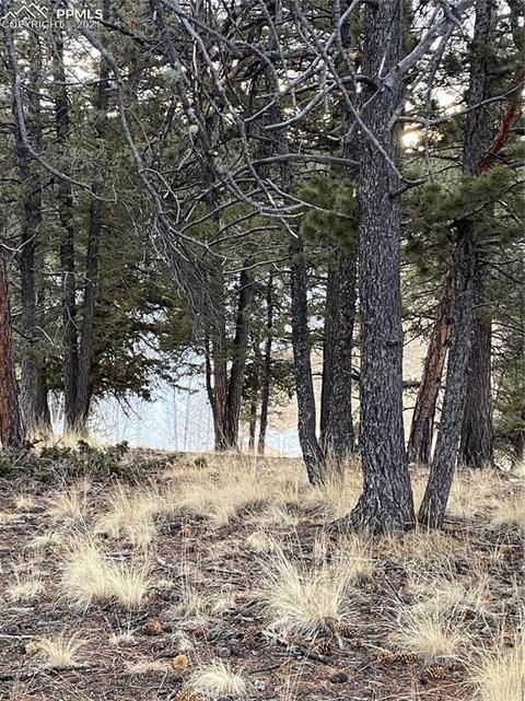 63 Dillon Lake Cir, Divide, CO 80814 photo 3