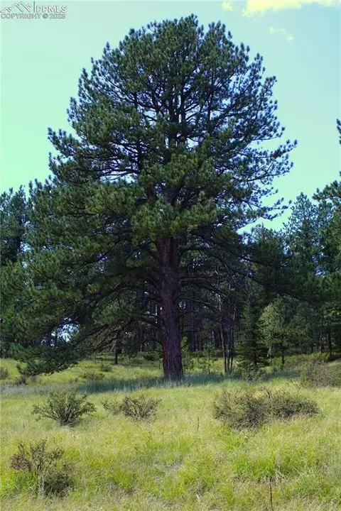 6500 County Road 5, Divide, CO 80814 photo 2