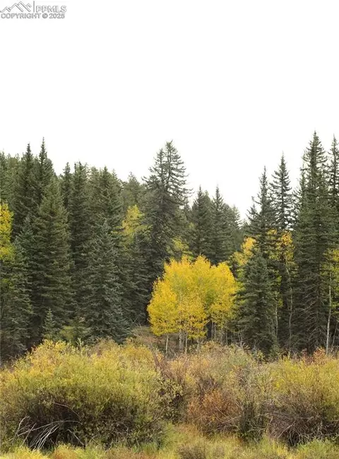 6500 County Road 5, Divide, CO 80814 photo 15