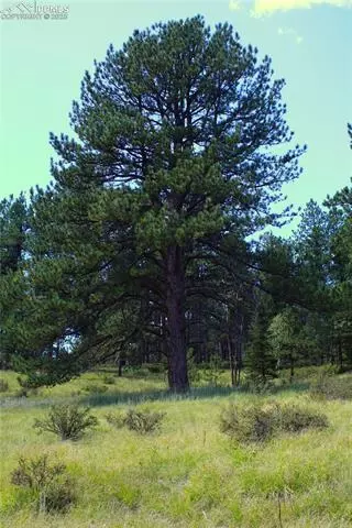 6500 County Road 5, Divide, CO 80814 photo 2