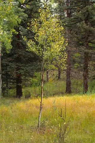6500 County Road 5, Divide, CO 80814 photo 13