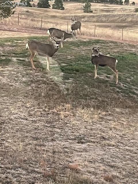 10890 Arrowgrass Loop, Peyton, CO 80831 photo 33