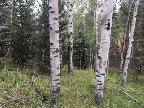 95 Kernite Ln, Divide, CO 80814 photo 3