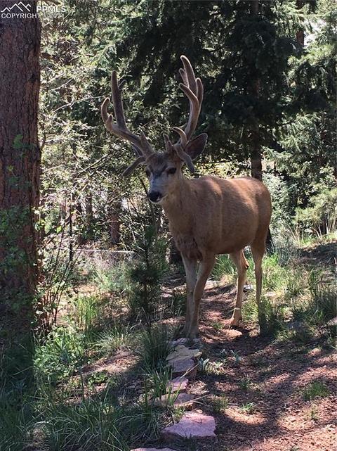 9965 Mohawk Trl, Cascade, CO 80809 photo 22
