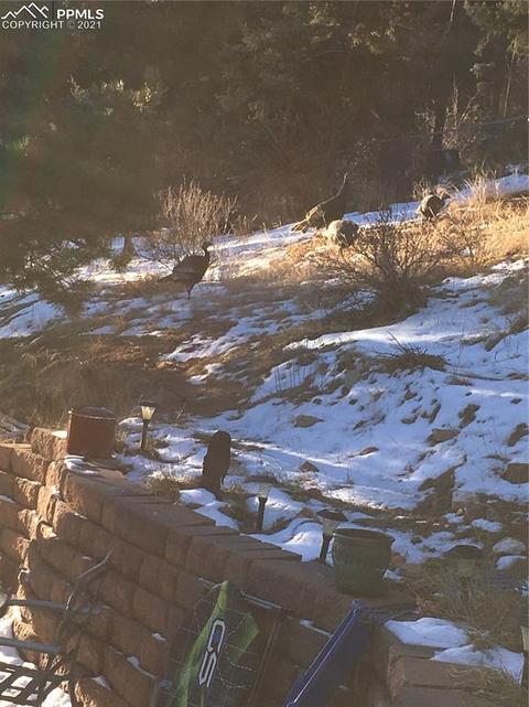 9965 Mohawk Trl, Cascade, CO 80809 photo 23