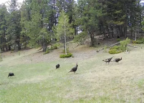 1694 County Road 512, Divide, CO 80814 photo 13