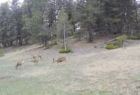 1694 County Road 512, Divide, CO 80814 photo 12