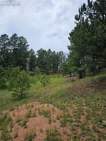 1694 County Road 512, Divide, CO 80814 photo 7