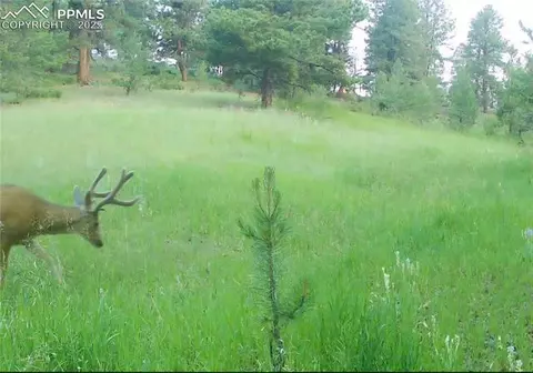 1694 County Road 512, Divide, CO 80814 photo 14