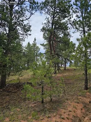 1694 County Road 512, Divide, CO 80814 photo 9