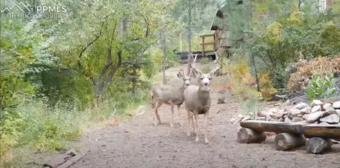 4925 Pike Rd, Cascade, CO 80809 photo 7