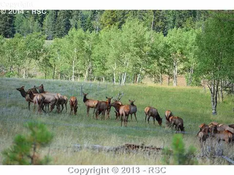 1703 County Road 5 Na Na, Divide, CO 80814 photo 17