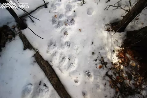 51 Mica Rd, Divide, CO 80814 photo 9