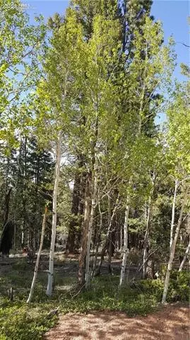 509 Ridge Rd, Divide, CO 80814 photo 3