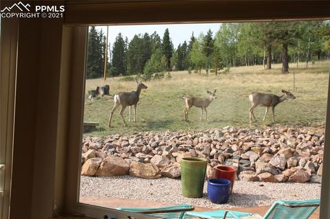 1133 Spring Valley Dr, Divide, CO 80814 photo 18