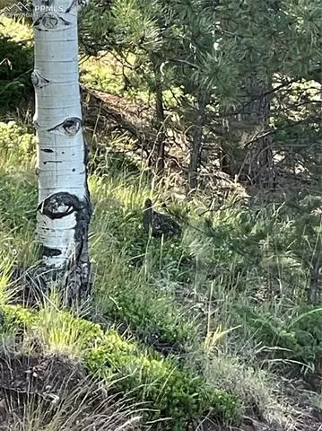 1672 Calcite Dr, Divide, CO 80814 photo 4