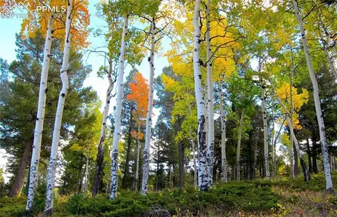 1300 Elk Meadow Rd, Divide, CO 80814 photo 5