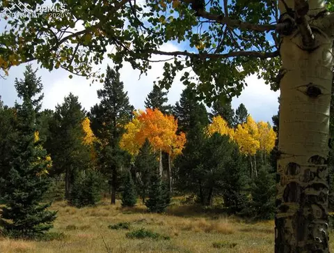 1300 Elk Meadow Rd, Divide, CO 80814 photo 4