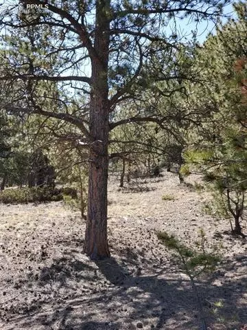 tbd Chickadee Dr, Hartsel, CO 80449 photo 5