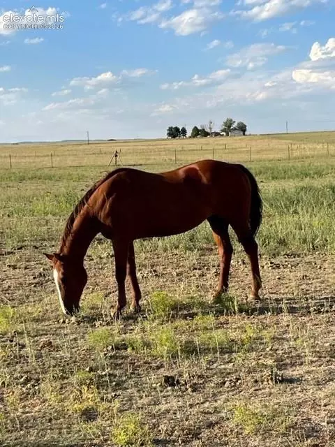 6060 Coyote Ln, Peyton, CO 80831 photo 9
