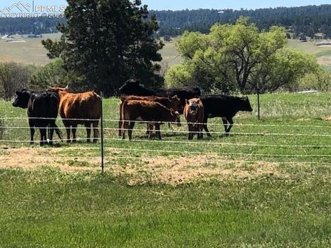 10538 County Line Rd, Peyton, CO 80831 photo 11