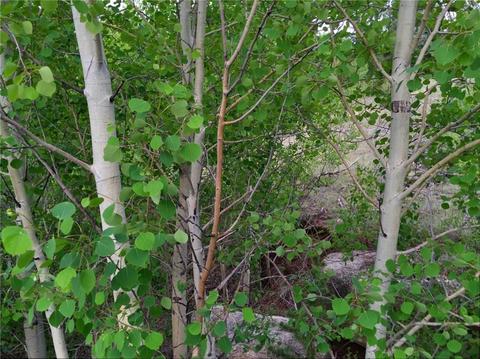 1290 Breton Cir, Como, CO 80432 photo 6