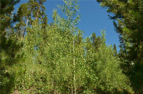255 Easy Bend Trl, Silverthorne, CO 80498 photo 6