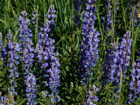 230 Easy Bend Trl, Silverthorne, CO 80498 photo 10