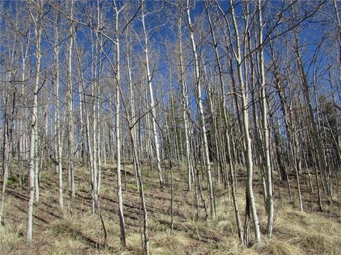 7002 Remington Rd, Como, CO 80432 photo 4