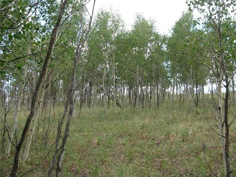 2164 Warrior Cir, Como, CO 80432 photo 9